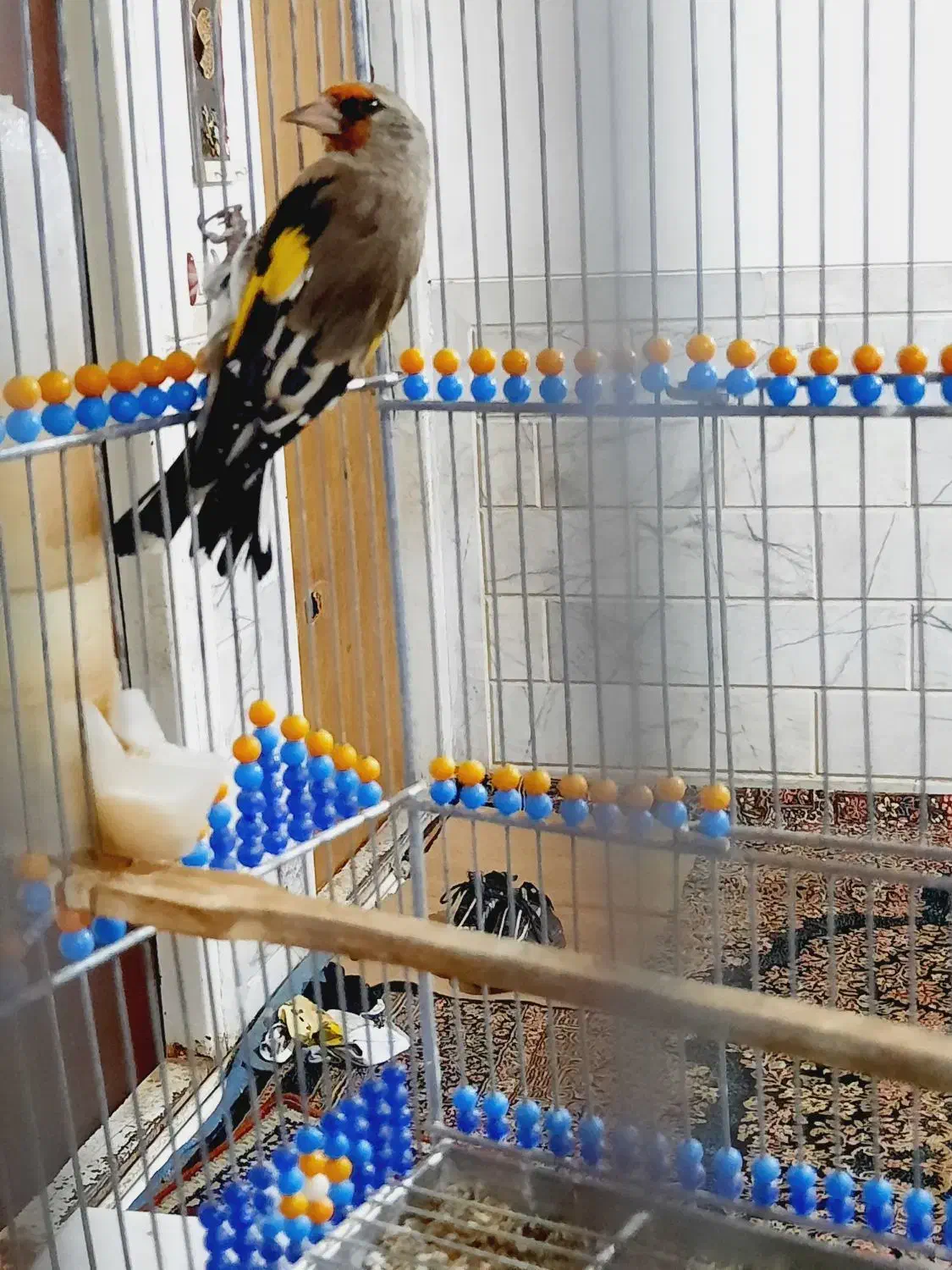 سهره سقا کرمونی بخون دوساله|پرنده|کرمان, |دیوار