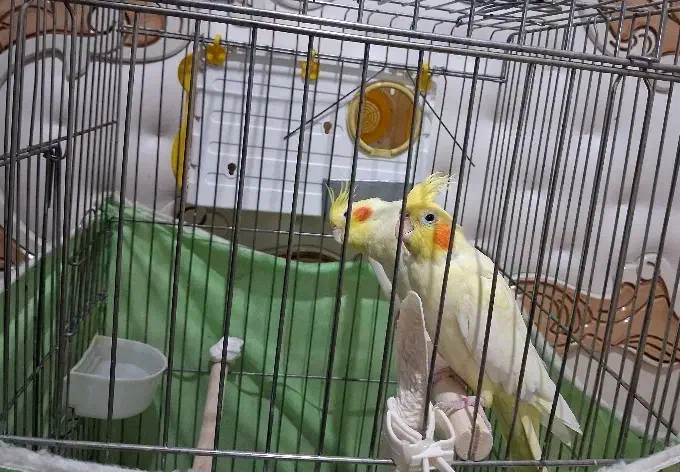 عروس هلندی مولد ، مرغ عشق ، فنچ نر|پرنده|قزوین, |دیوار