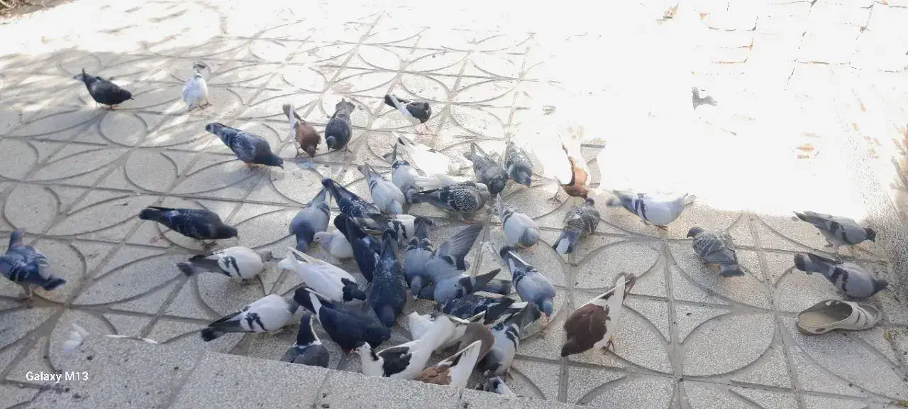 حراج کبوتر نر و ماده|پرنده|فردوس (خراسان), |دیوار