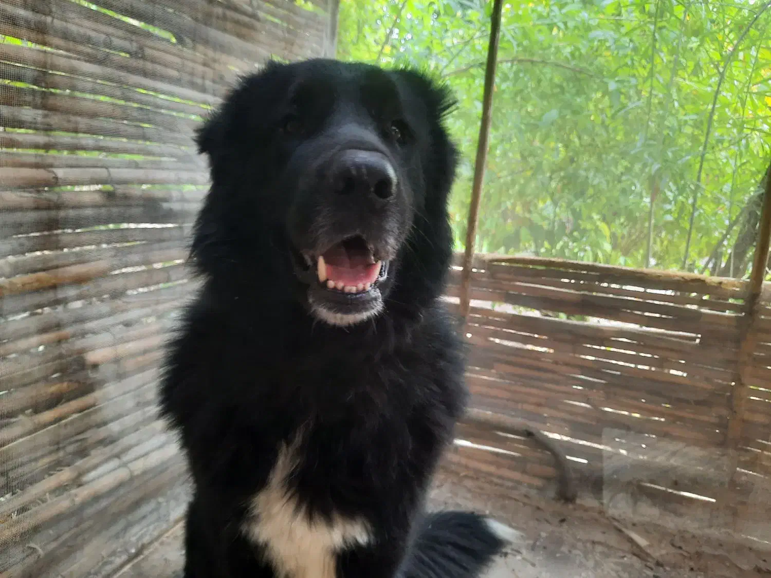 سگ قهدریجونی|سگ|بهبهان, |دیوار