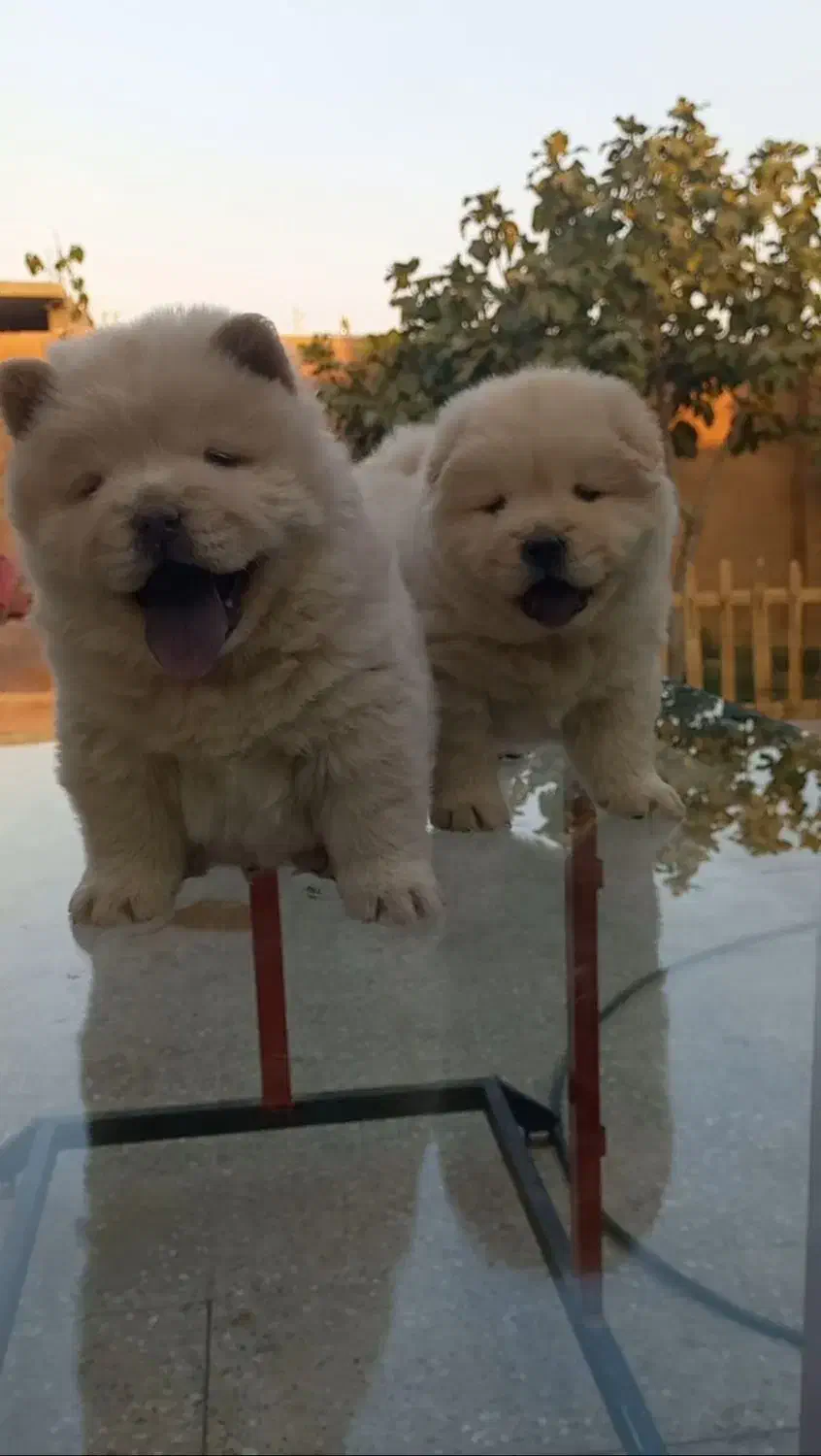 توله چاوچاو|سگ|شیراز, قلعه شاهزاده بیگم|دیوار