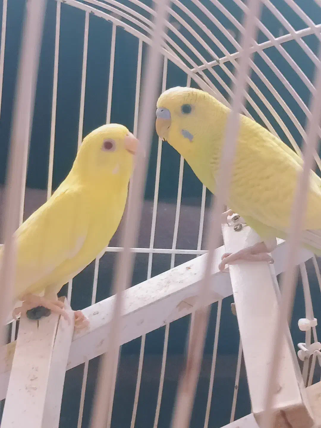 یک جفت مرغ عشق خوش رنگ|پرنده|مشهد, هفده شهریور|دیوار