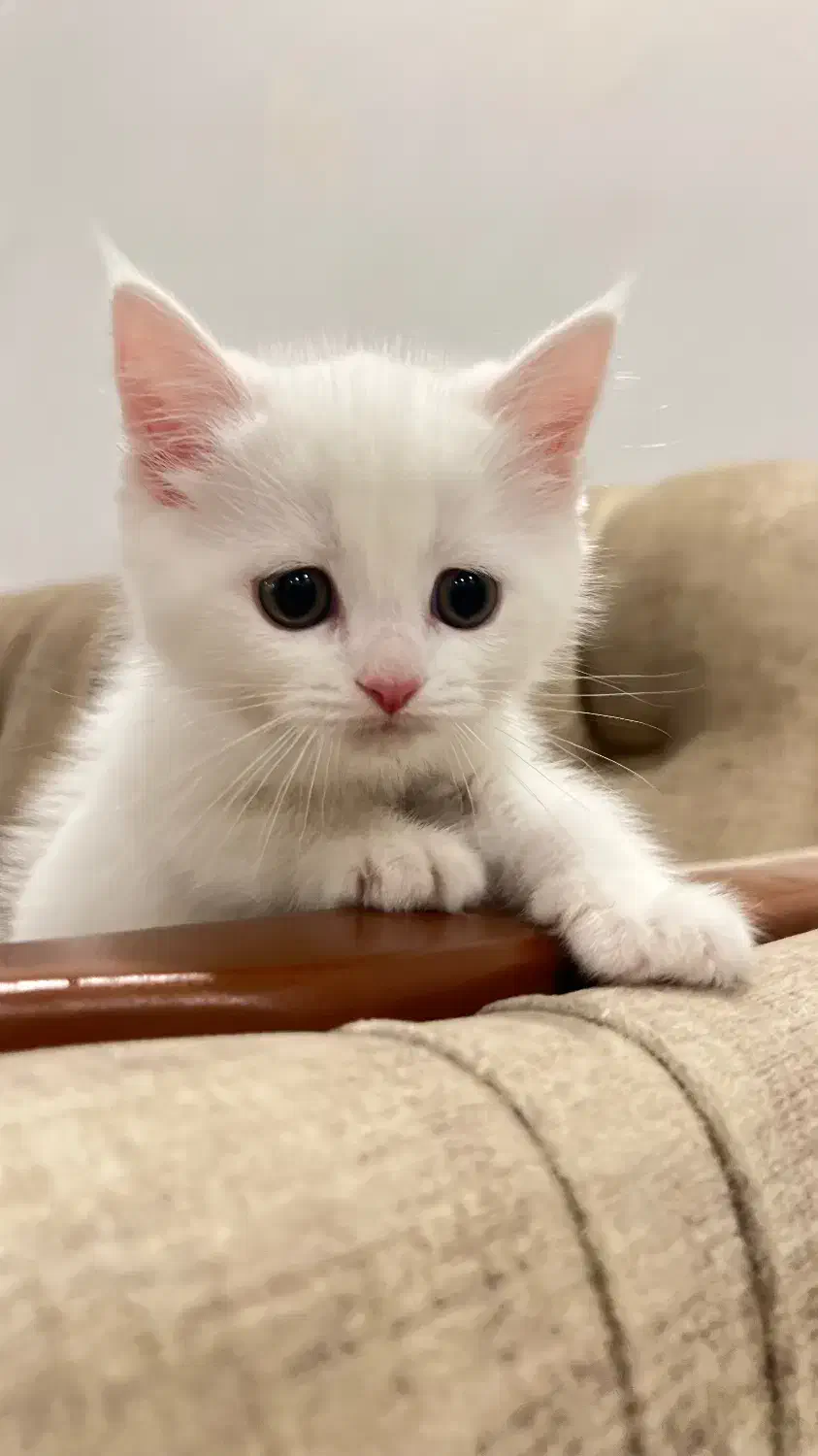 واگذاری گربه بریتیش|گربه|پاکدشت, پاکدشت (مامازند)|دیوار