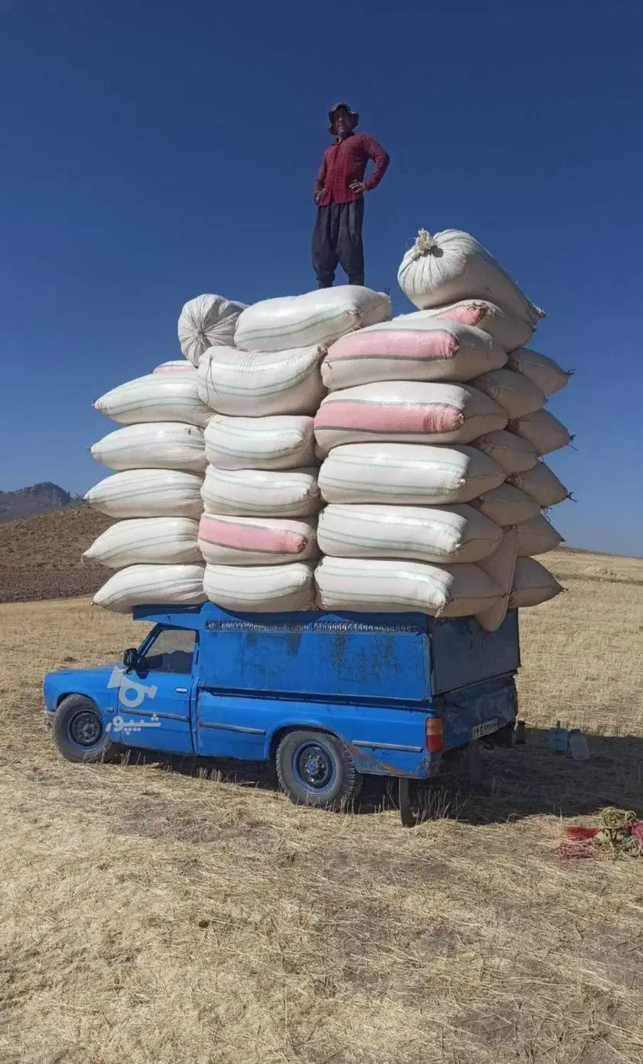 بزرگترین مرکز علوفه فروشی و کاه درجه یک|عمدهفروشی|محمدشهر, محمدشهر|دیوار