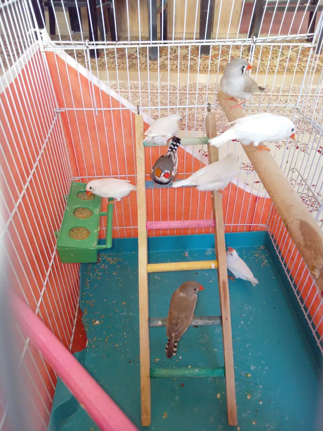 فنچ دانه ای۱۵۰هزار|پرنده|هشتگرد, فاز ۷ مهستان|دیوار