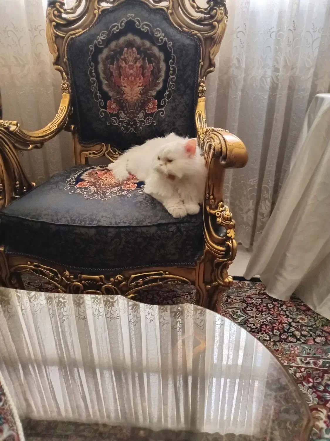 گربه گمشده|حیوانات|تهران, طرشت|دیوار