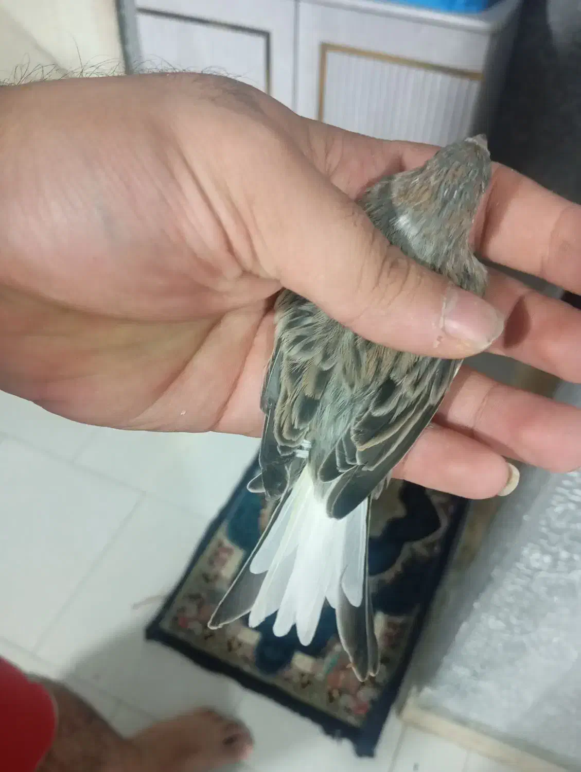 قناری بخون|پرنده|قرچک, میرزائی شمالی|دیوار