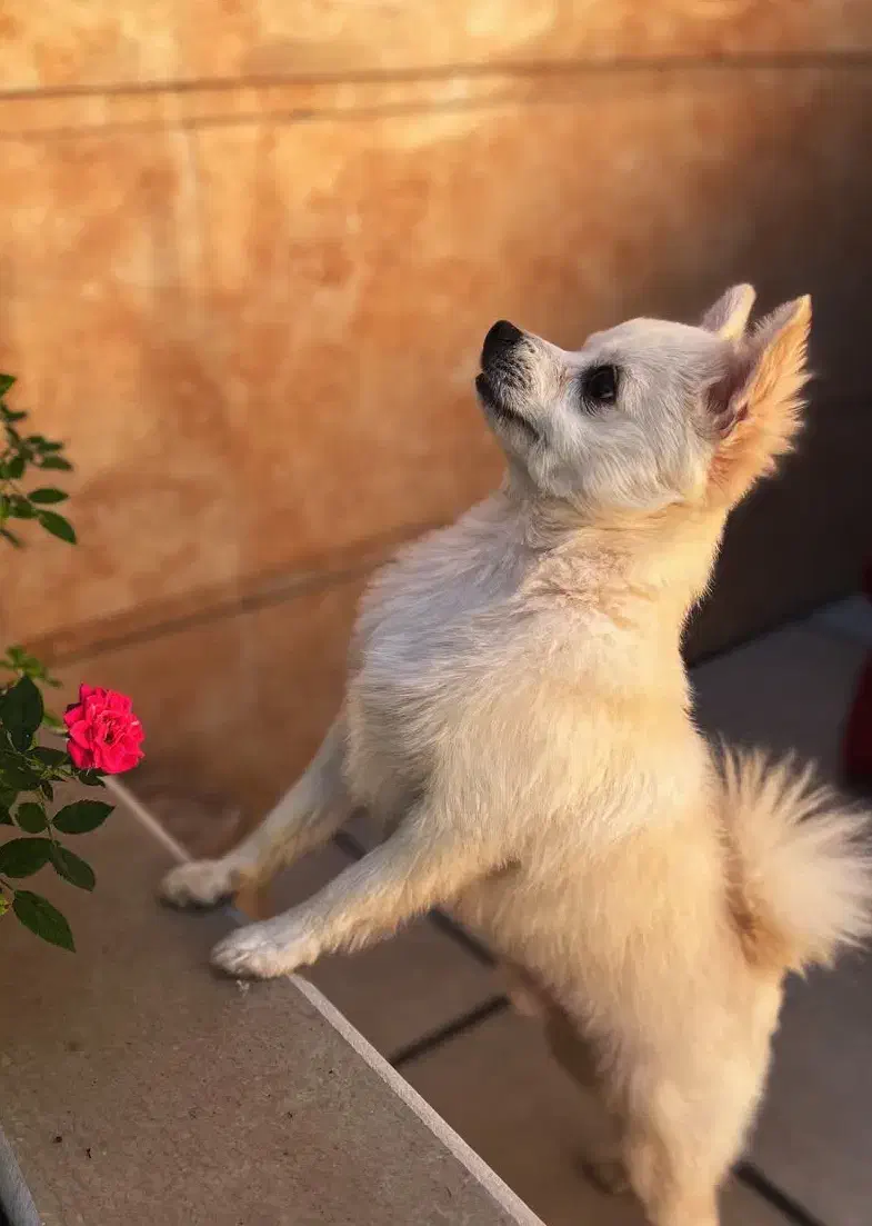 سگ پامرانین پامر|سگ|کاشان, قطب راوندی|دیوار