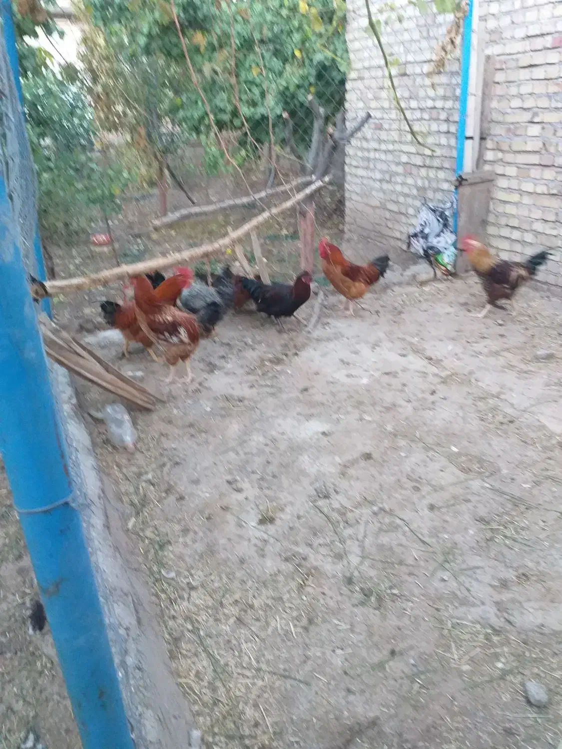 خروس محلی|حیوانات مزرعه|مرند, |دیوار