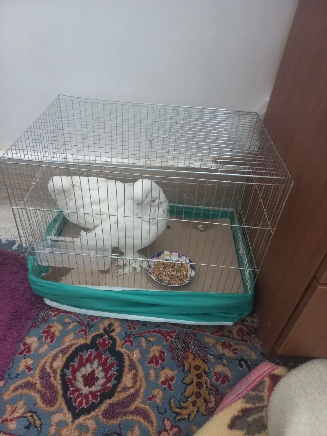 کبوتر لانگ فیس|پرنده|شاهرود, |دیوار