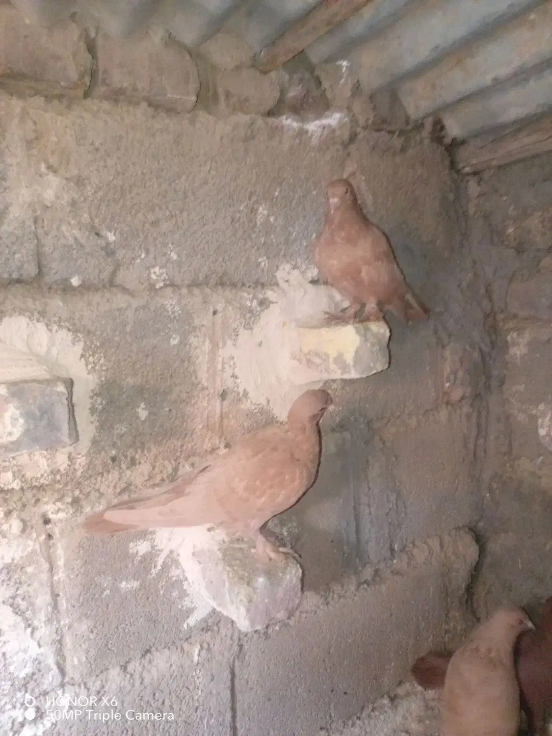 کفتر|پرنده|کرمان, |دیوار