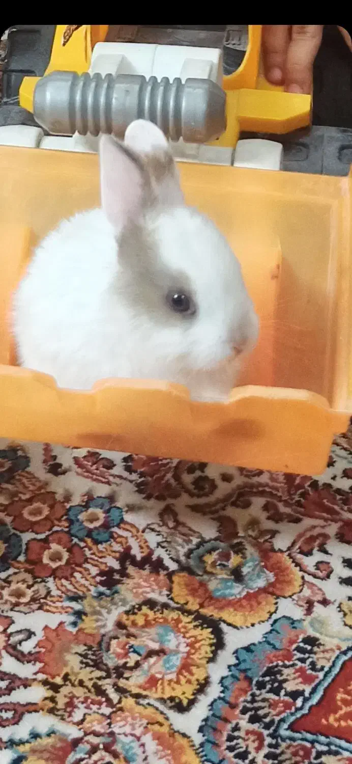 بچه خرگوش|موش و خرگوش|فولادشهر, C7|دیوار