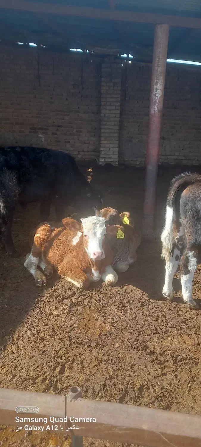 گوساله سیمینتال نر|حیوانات مزرعه|بوئین زهرا, |دیوار