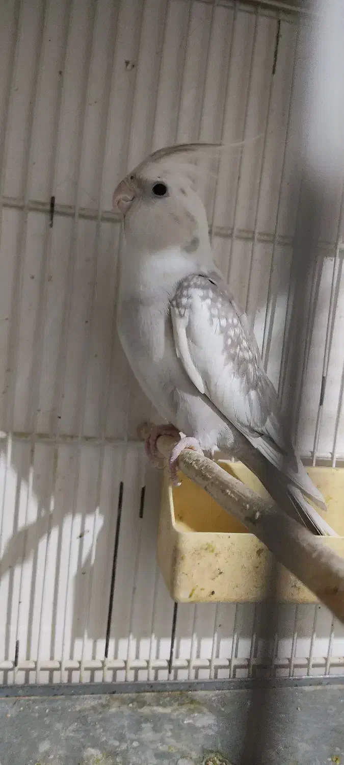 عروس البنو زیبا نر|پرنده|قم, علی آباد سعدگان|دیوار