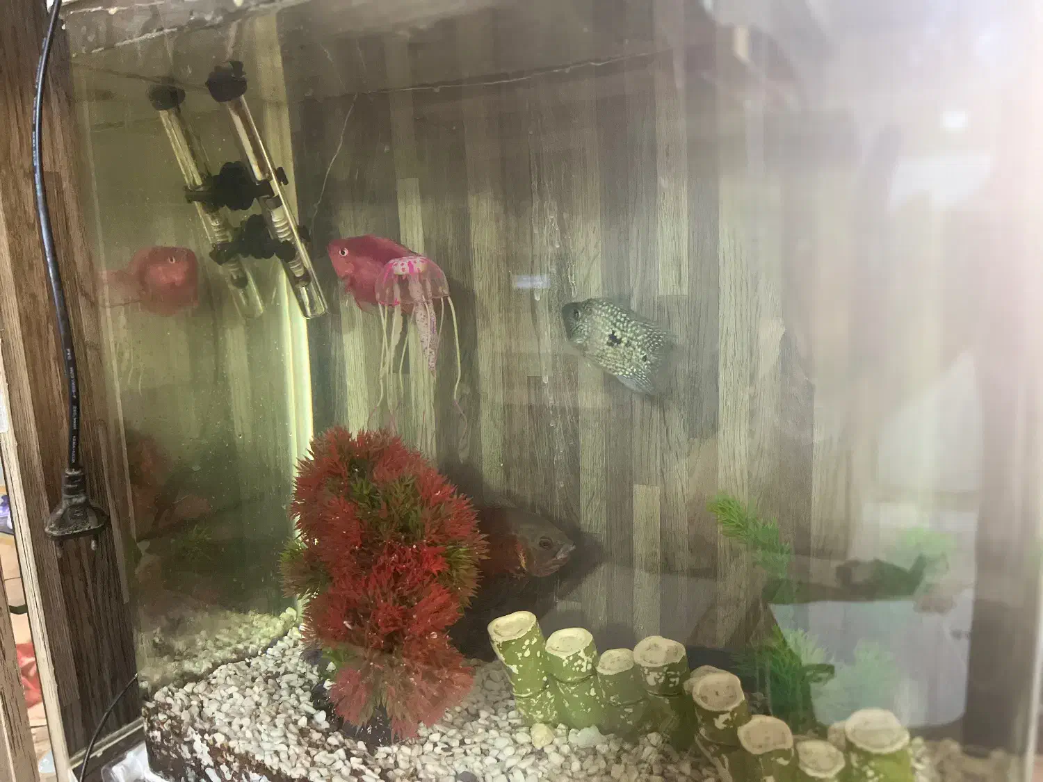 آکواریوم ۴۰ لیتری|ماهی|ایلام, |دیوار