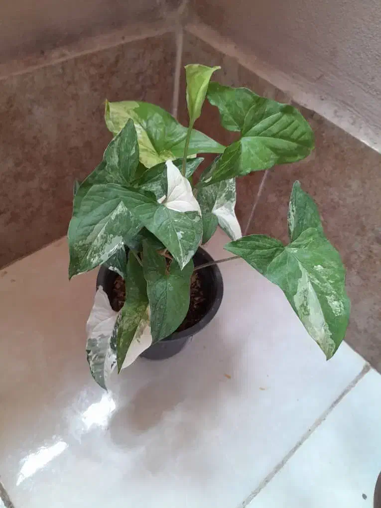 گلهای اپارتمانی|گل و گیاه طبیعی|گرگان, |دیوار