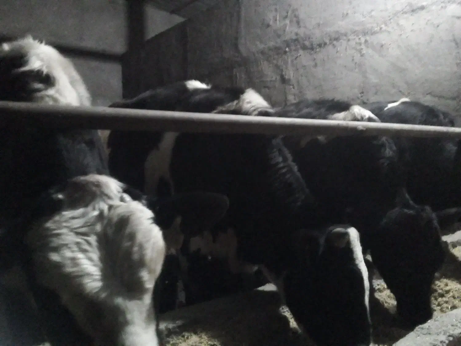 گوساله پرواری|حیوانات مزرعه|ضیاء آباد, |دیوار