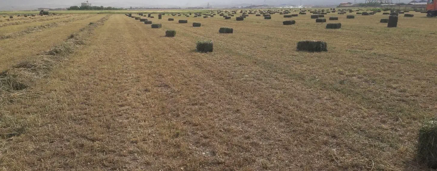 زمین با مجوز دامپروری . دامداری|فروش دفتر صنعتی، کشاورزی، تجاری|آبیک, |دیوار