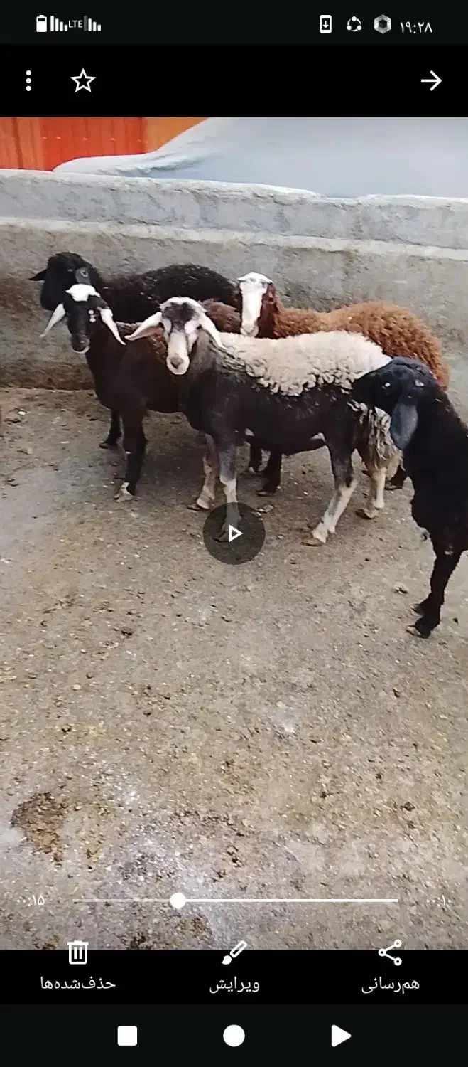 بره نر برای سر بری یا قربانی کردن کم وزن و چاق|حیوانات مزرعه|خنداب, |دیوار