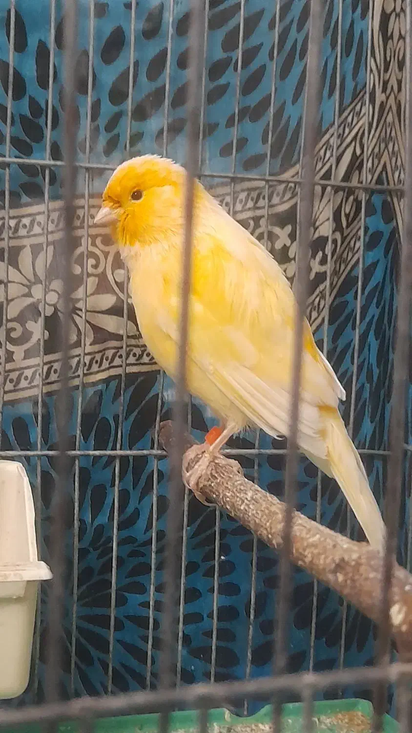 قناری ماده|پرنده|هشتگرد, فاز ۷ مهستان|دیوار