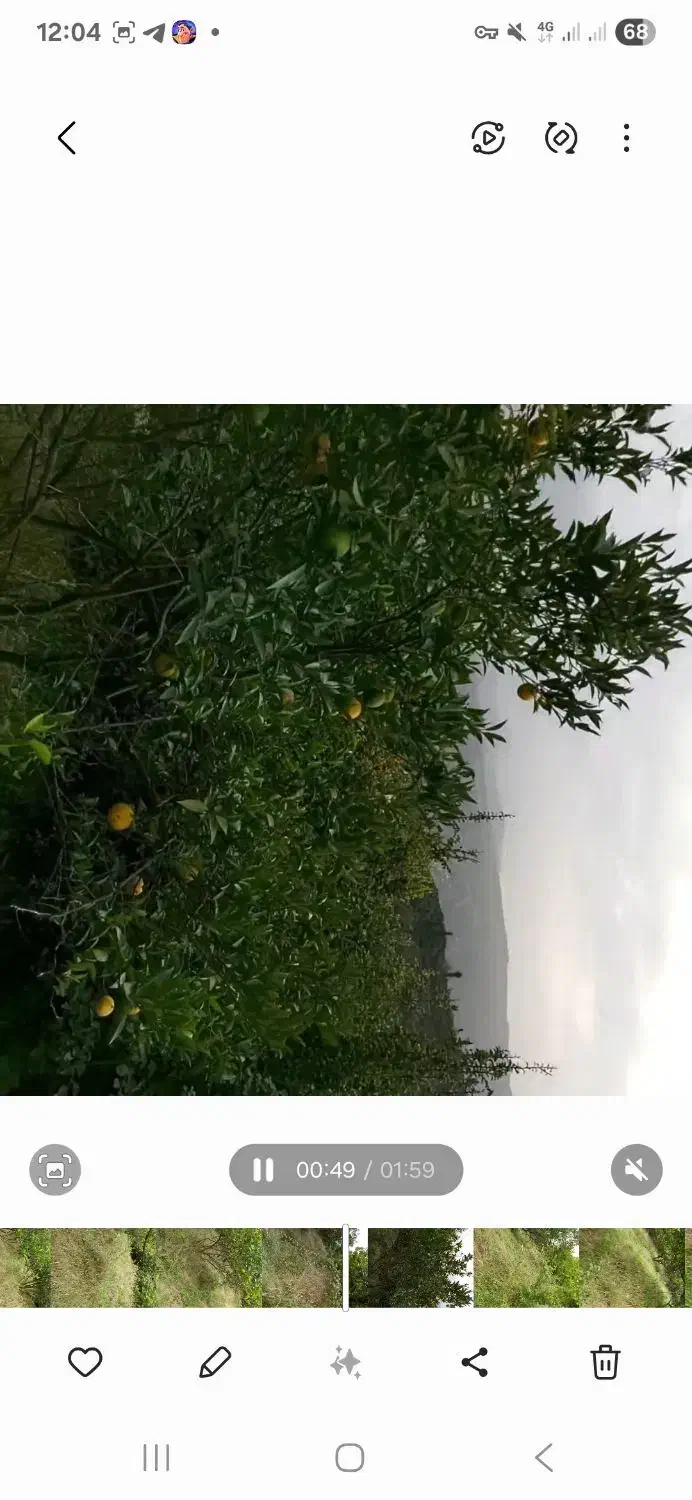 زمین باغ مرکبات ۸۳۰ متر|فروش زمین و ملک کلنگی|پایین هولار, |دیوار