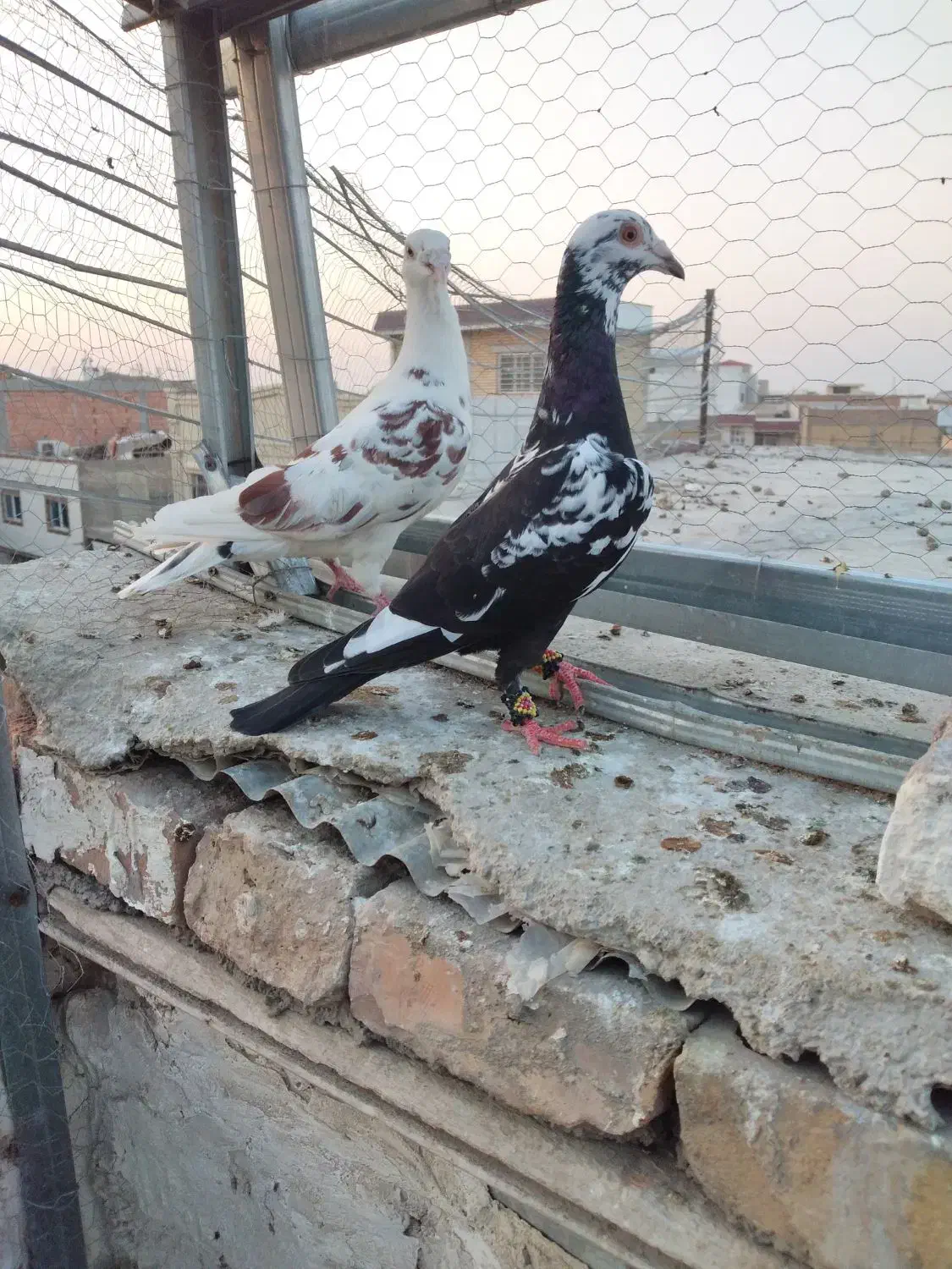 پرنده کبوتر چیل طوقی|پرنده|گنبد کاووس, |دیوار