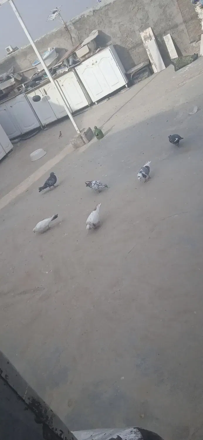 کبوتر|پرنده|قم, شهر قائم|دیوار