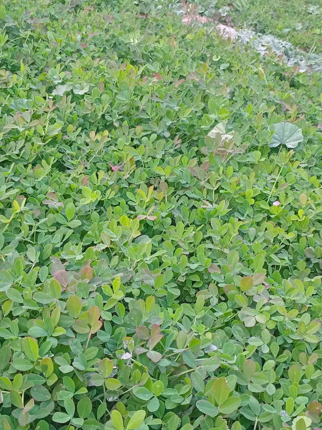 سبزی خورشتی رامهرمز|خوردنی و آشامیدنی|اصفهان, دانشگاه اصفهان|دیوار