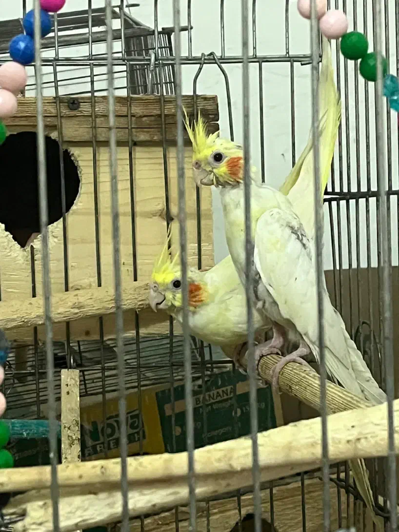 فروش دوعدد عروس باهم ۱۳۰۰۰۰۰|پرنده|رشت, هلال احمر|دیوار