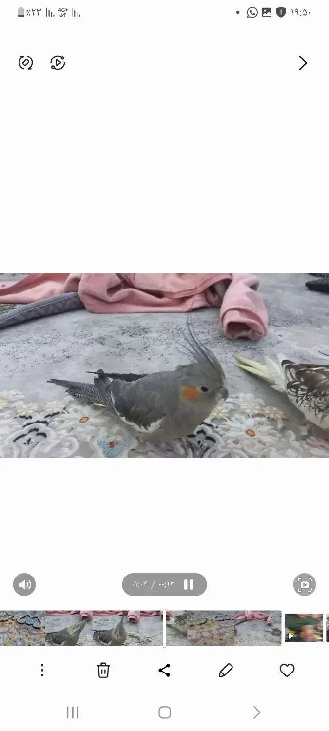 عروس هلندی ماده|پرنده|شیراز, درکی|دیوار