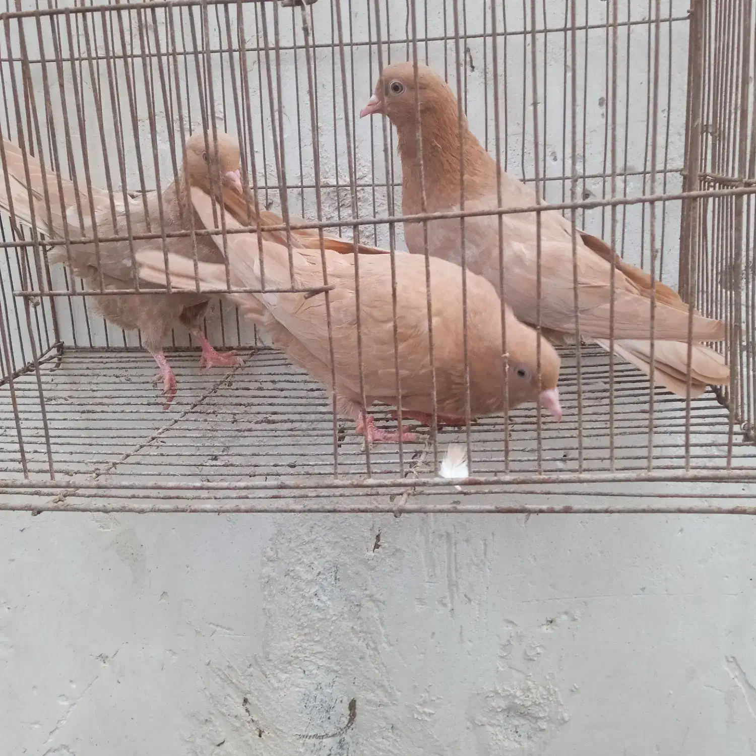 کبوتر|پرنده|میناب, |دیوار