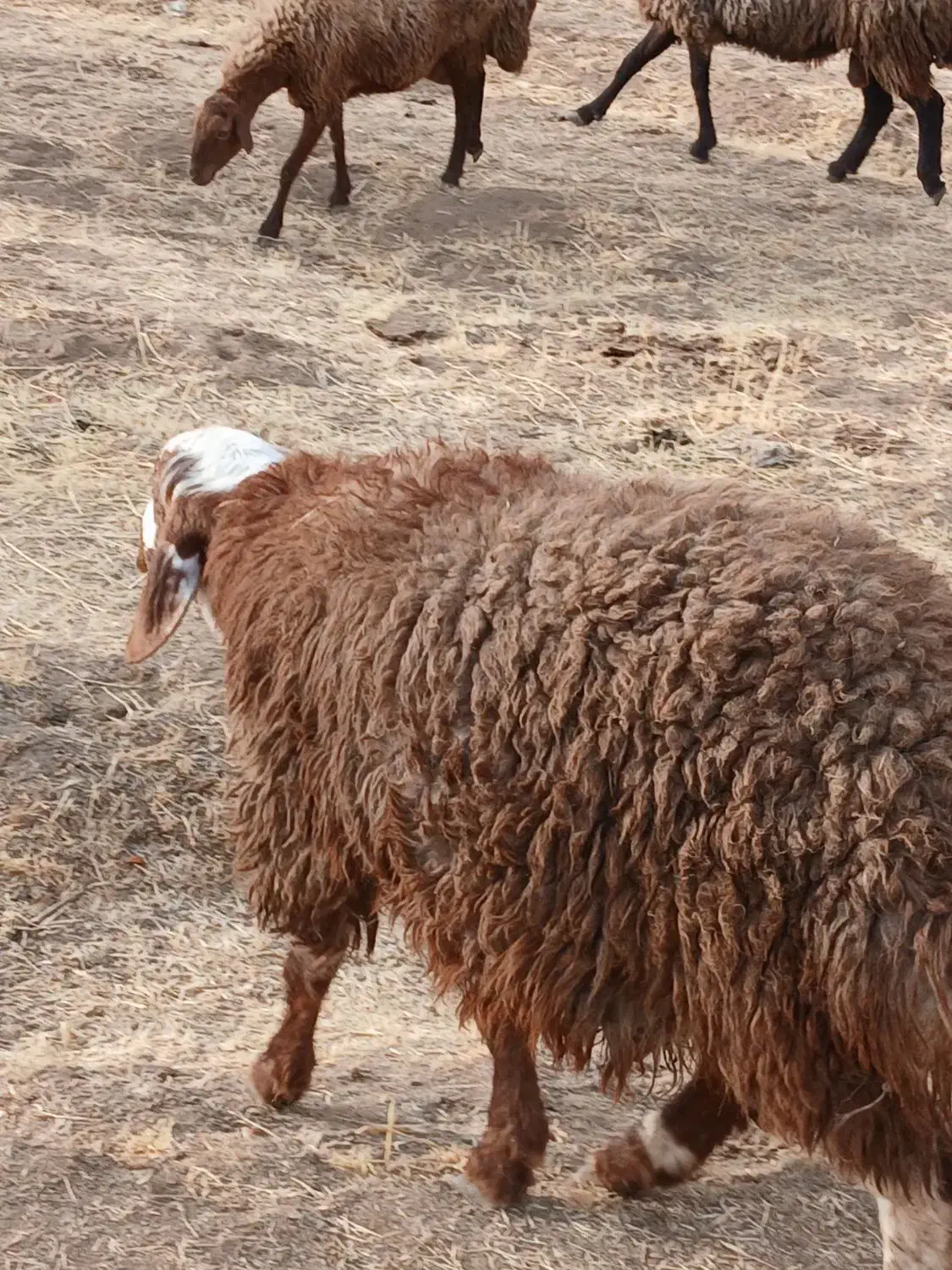 سلام یه عدد گوسفند گمشده هرکس پیدا کرد خبر بده|حیوانات|سنقر, |دیوار