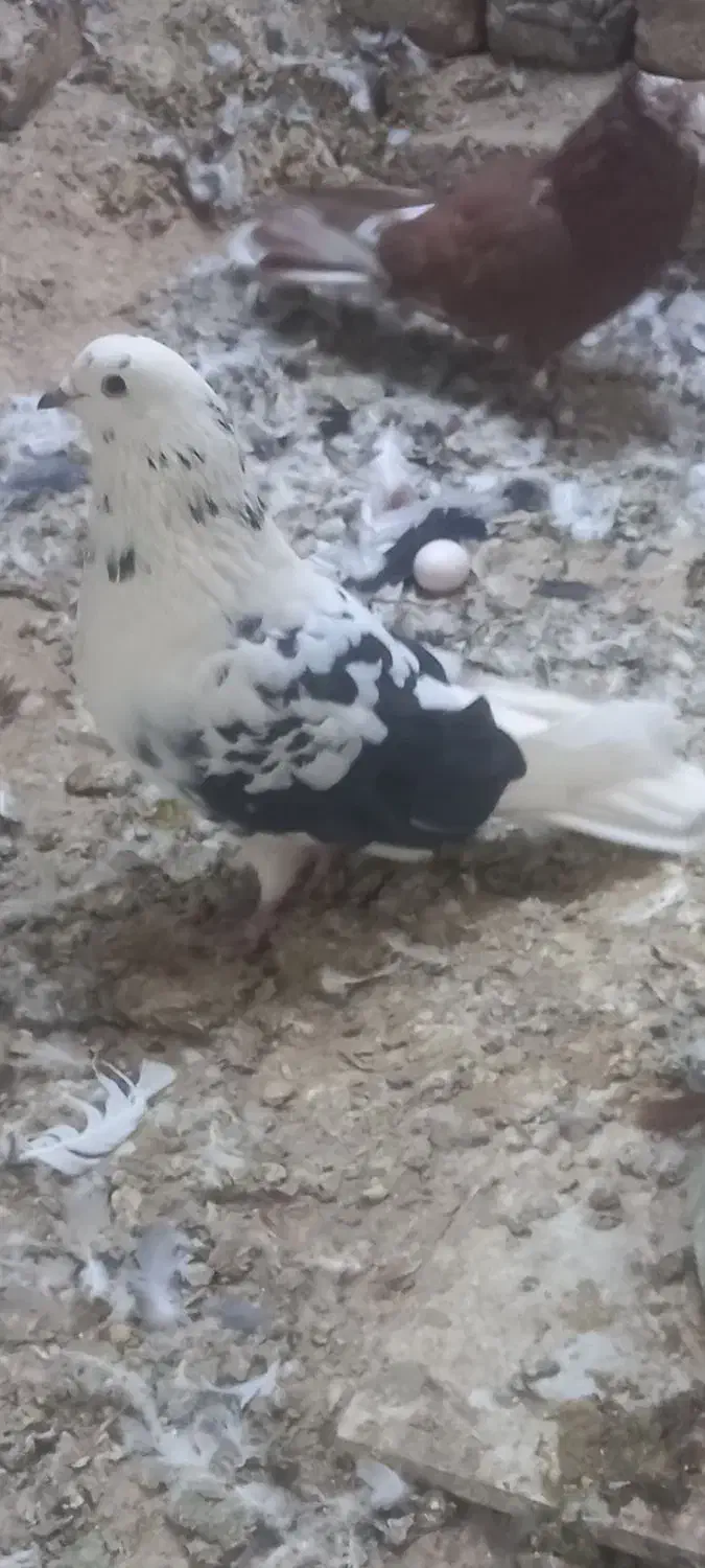 کیوتر|پرنده|هشتگرد, شهرک صنعتی هشتگرد|دیوار