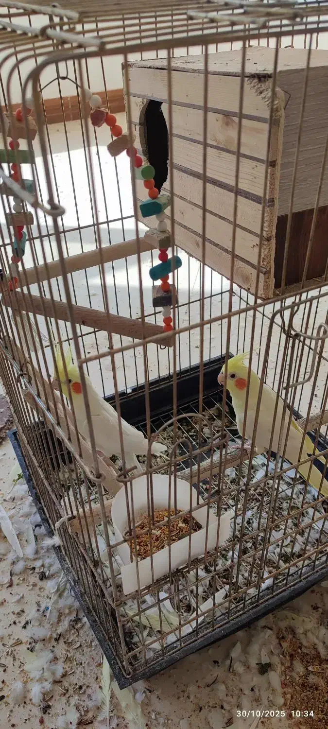 فروش عروس هلندی مولد نژاد لوتینو|پرنده|صائین قلعه, |دیوار