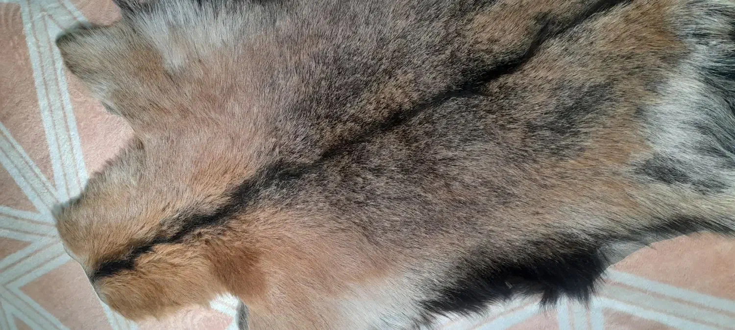 پوست بز طبیعی|صنایع دستی و سایر لوازم تزئینی|قرچک, میرزائی شمالی|دیوار