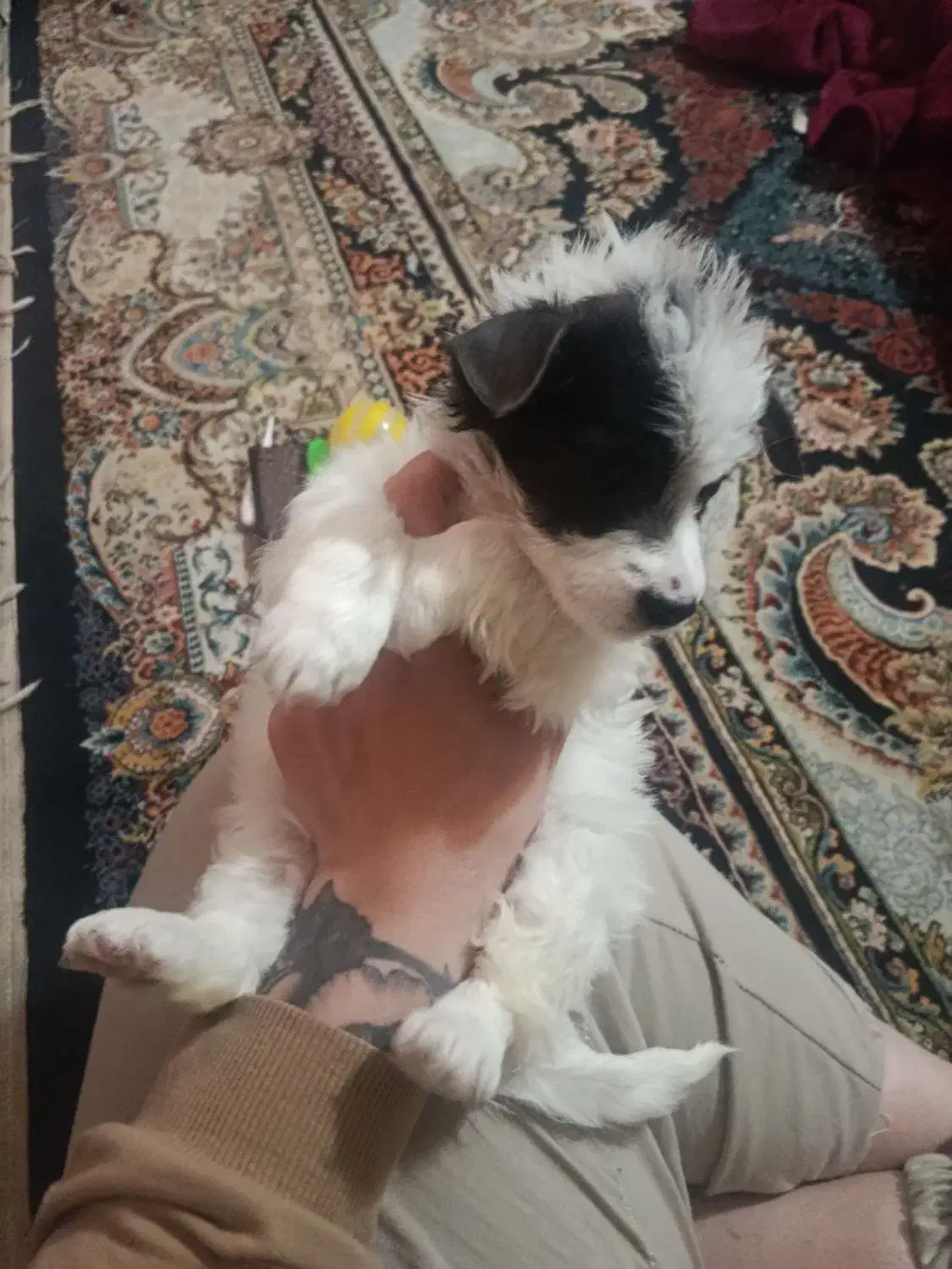 شیتزو|سگ|مشهد, رده|دیوار