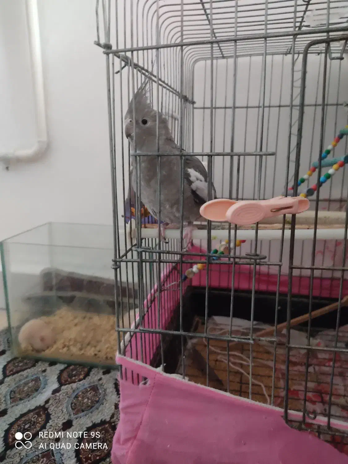 عروس هلندی ماده|پرنده|قزوین, |دیوار