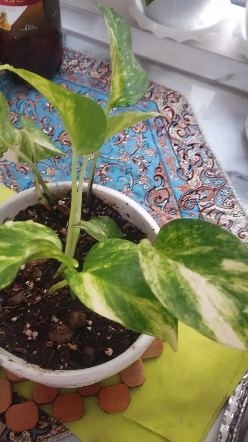 گل طبیعی|گل و گیاه طبیعی|پردیس, فاز ۸|دیوار