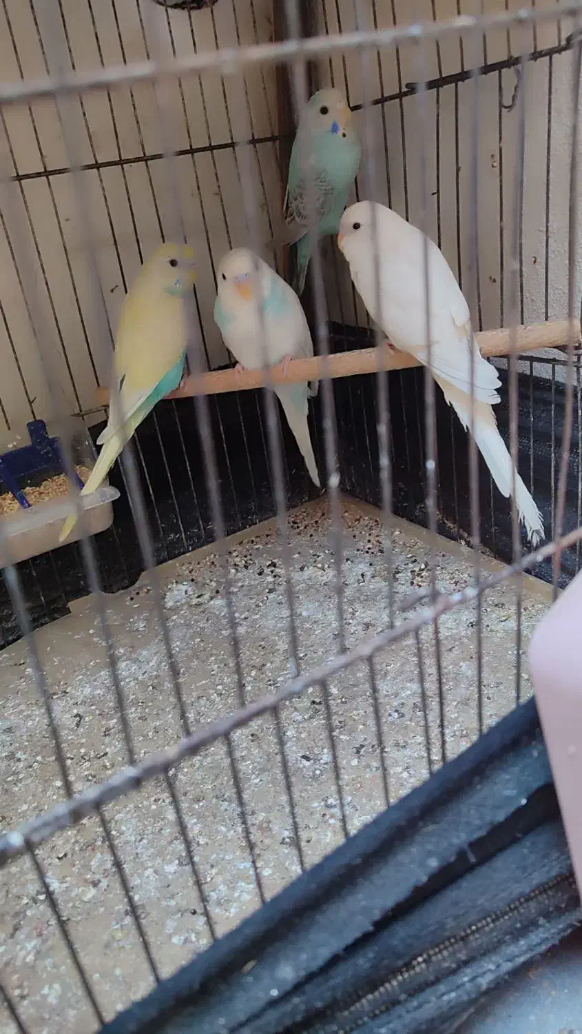 مرغ عشق|پرنده|چهاردانگه (تهران), |دیوار