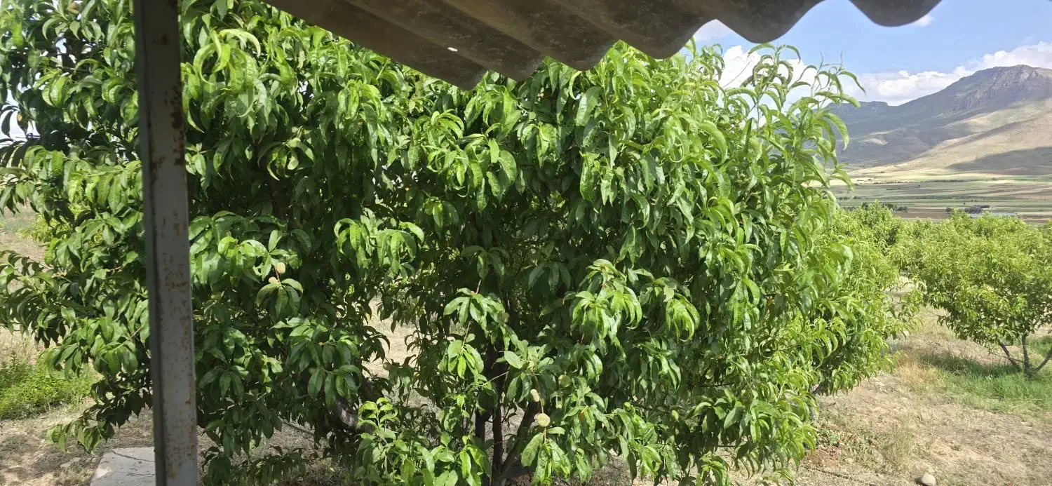 باغ موچش|فروش زمین و ملک کلنگی|موچش, |دیوار