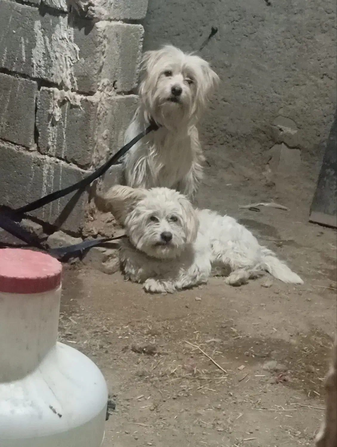 سگ پاپی جفت|سگ|اصفهان, مارچین|دیوار