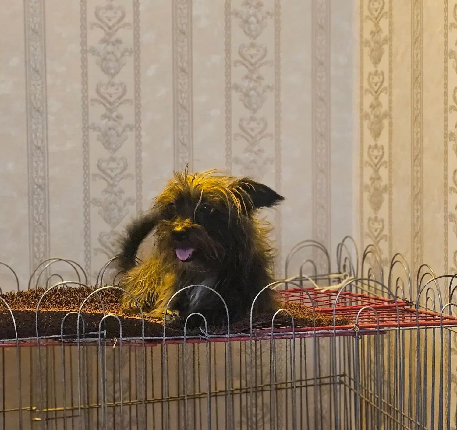 سگ شیتزو تریر|سگ|کرمان, |دیوار