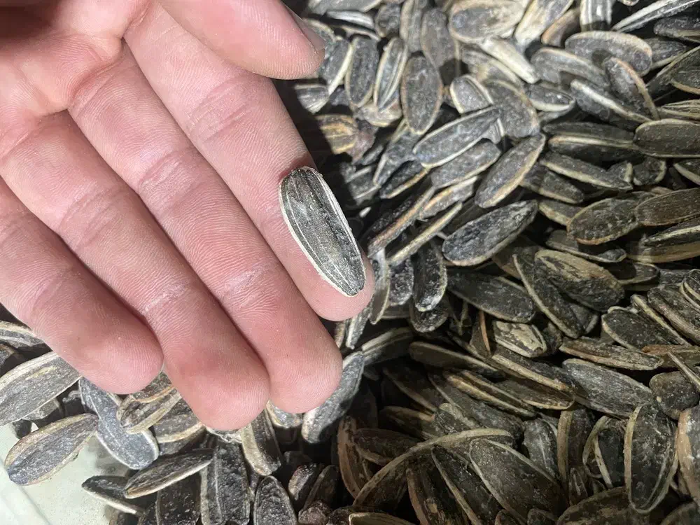 تخمه کدو آجیل چهار مغز خرما کشمش بادوم زمینی پخش|عمده‌فروشی|رباط‌کریم, نصیرشهر|دیوار