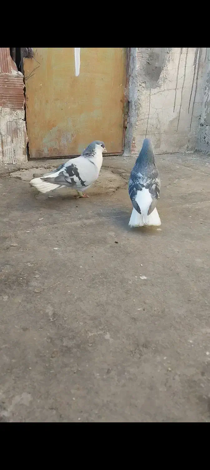 کبوتر .جفت ساده سبز ب شرط|پرنده|شیروان (خراسان), |دیوار