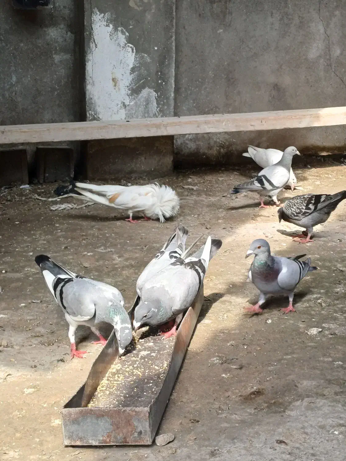 کبوتر مسافتی جوجه|پرنده|آمل, |دیوار