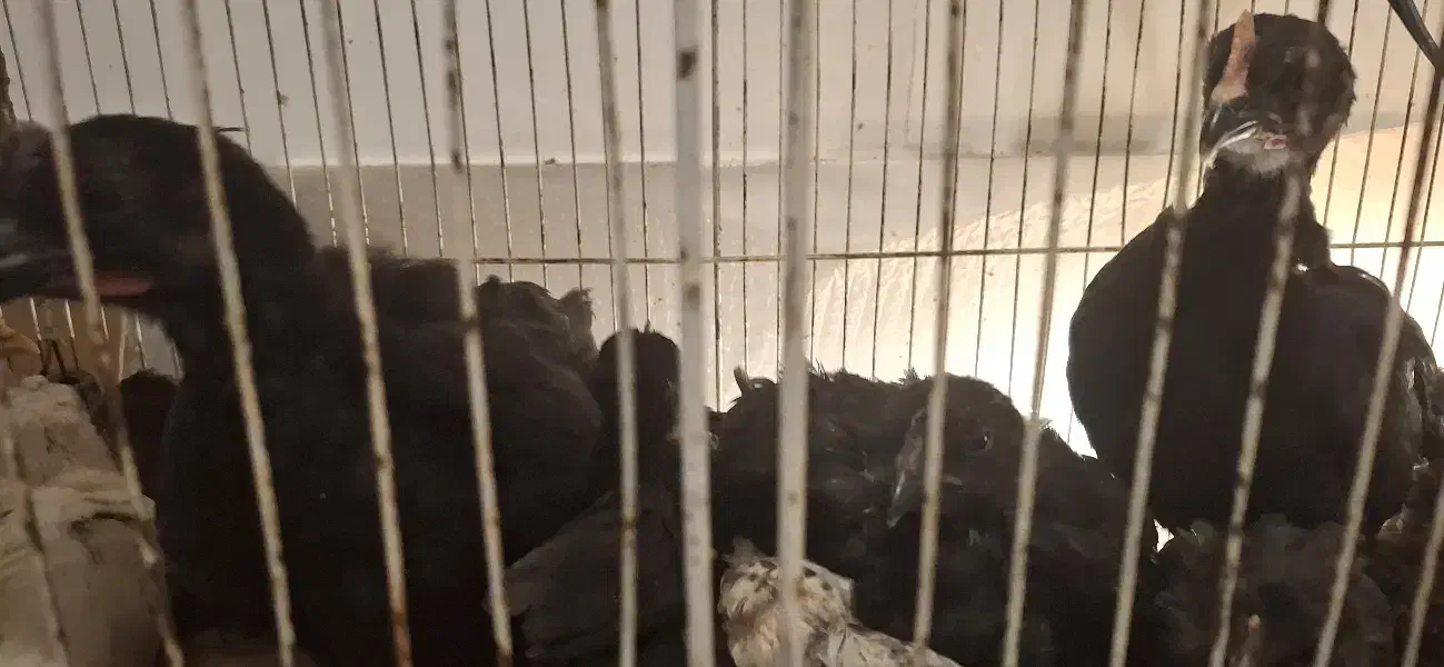 جوجه ایام . براکل و امروک|حیوانات مزرعه|شیراز, کوشک میدان|دیوار