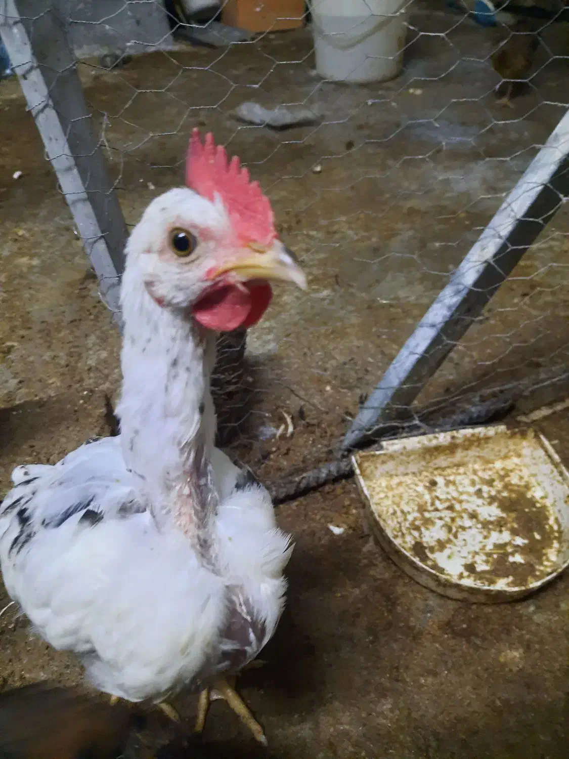 مرغ و جوجه محلی|حیوانات مزرعه|جم, |دیوار