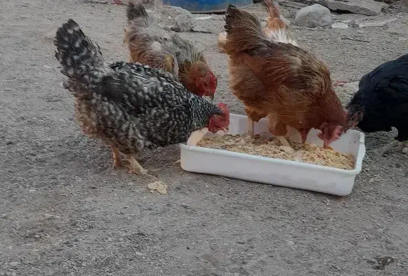 مرغ تخم گزار|حیوانات مزرعه|سده (خراسان جنوبی), |دیوار