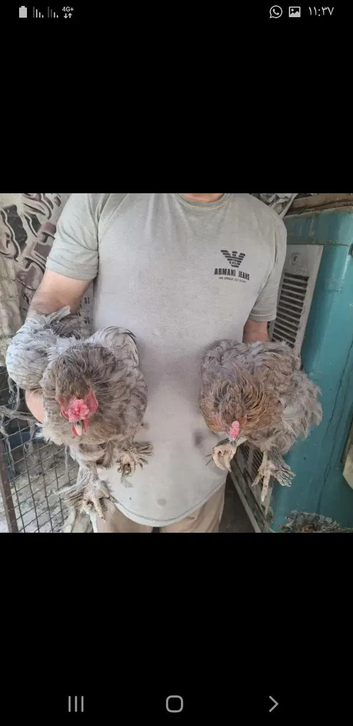 مرغ و خروس و جوجه برهما امپراطور اصل|حیوانات مزرعه|تهران, خانی آباد نو شمالی|دیوار