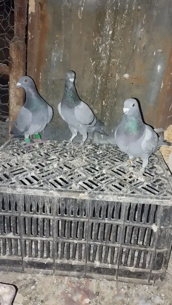 کقتر سبز ماده|پرنده|جوین, |دیوار